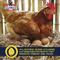 Show in main carousel: Kalmbach Feeds All Natural Non-GMO 17% Protein Layer Pellets Chicken Feed, 50-lb bag slide 6 of 11