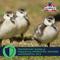 Show in main carousel: Kalmbach Feeds All Natural Non-GMO 20% Protein Flock Maker Crumbles Chicken Feed, 50-lb bag slide 6 of 11