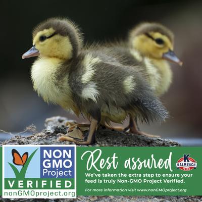 Show full view: Kalmbach Feeds All Natural Non-GMO 20% Protein Flock Maker Crumbles Chicken Feed, 50-lb bag slide 8 of 11