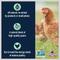 Show in main carousel: Kalmbach Feeds All Natural Non-GMO, Soy Free 5 Grain Premium Scratch Chicken Feed, 50-lb bag, bundle of 2 slide 4 of 8