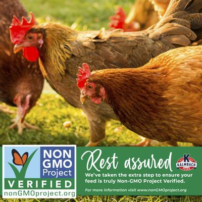 Show full view: Kalmbach Feeds All Natural Non-GMO, Soy Free 5 Grain Premium Scratch Chicken Feed, 50-lb bag, bundle of 2 slide 6 of 8