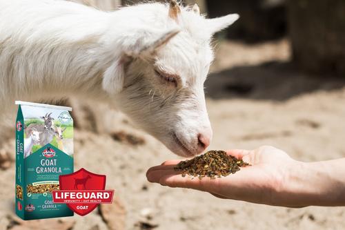 Show full view: Kalmbach Feeds Granola Goat Feed, 30-lb bag slide 3 of 7