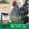 Show in main carousel: Kalmbach Feeds Organic 17% Layer Pellets Chicken Feed, 35-lb bag slide 3 of 8