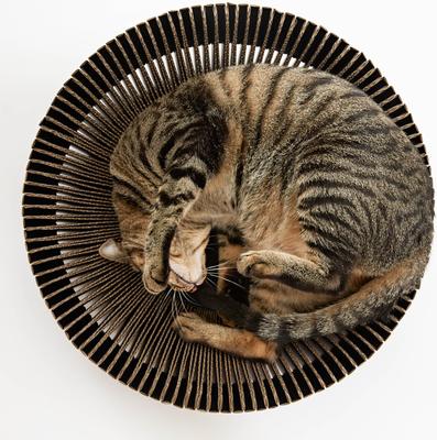 Show full view: Katris Pre-Assembled Nest Scratcher Lounge Cat Bed, Black, Medium slide 4 of 11