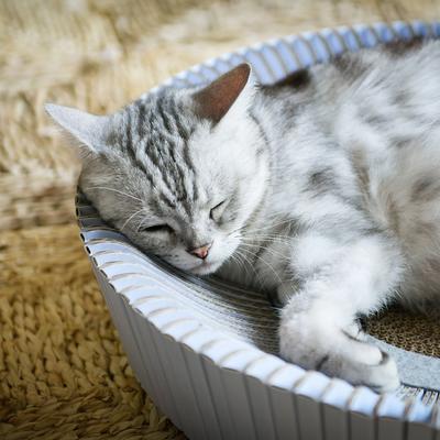 Show full view: Katris Pre-Assembled Nest Scratcher Lounge Cat Bed, White, Medium slide 5 of 12