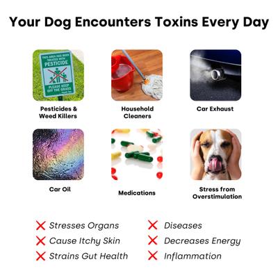 Show full view: Kayode City Dog Detox Peanut Butter Flavored Chews Liver Supplement for Dogs, 90 count slide 4 of 10