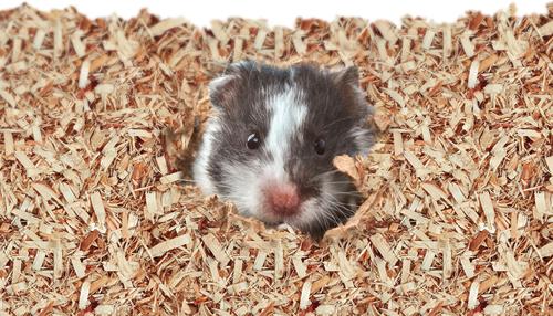 Show full view: Kaytee Aspen Small Animal Bedding, 52-L slide 4 of 11