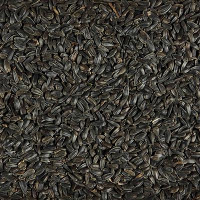 Show full view: Kaytee Black Oil Sunflower Bird Food, 20-lb bag slide 3 of 11