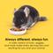 Show in main carousel: Kaytee Fiesta Nutritious & Fun Blend Chinchilla Food, 2.5-lb bag slide 3 of 12