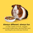Show in main carousel: Kaytee Fiesta Gourmet Variety Diet Guinea Pig Food, 4.5-lb bag slide 3 of 15