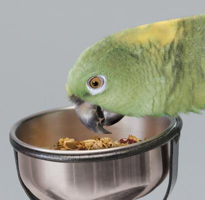 Show full view: Kaytee Food from the Wild Medley Med & Large Pet Bird Treats, 3-oz bag slide 3 of 7