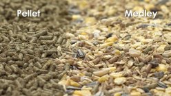 Kaytee Food From the Wild Rabbit Food, 4-lb bag slide 2 of 9