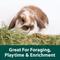 Show in main carousel: Kaytee Granola Small Animal Bites with Superfoods Spinach & Carrot Small Pet Treats, 4.5-oz bag slide 3 of 7
