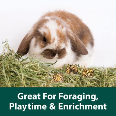 Show full view: Kaytee Granola Small Animal Bites with Superfoods Spinach & Carrot Small Pet Treats, 4.5-oz bag slide 3 of 7