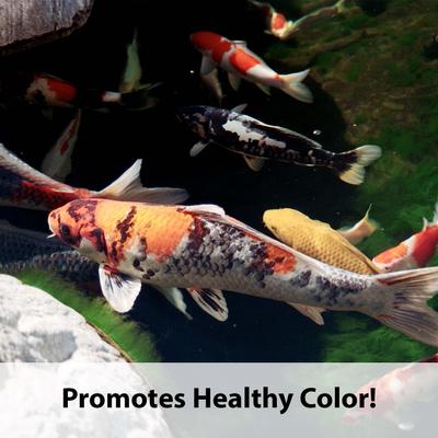 Show full view: Kaytee Koi's Choice Premium Fish Food, 10-lb bag slide 6 of 11