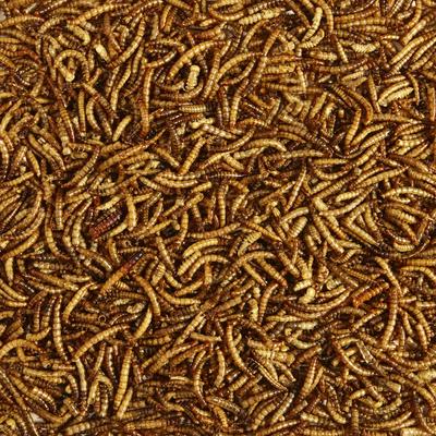 Show full view: Kaytee Meal Worm Wild Bird Food, 3.5-oz bag slide 4 of 11