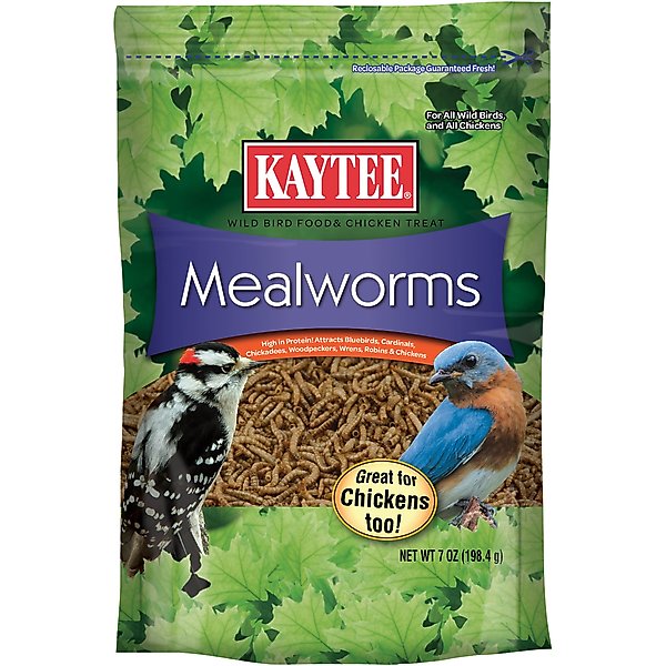 What Bird Seed Attracts Bluebirds: Top Picks to Lure Them Fast