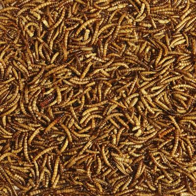 Show full view: Kaytee Meal Worm Wild Bird Food, 7-oz bag slide 3 of 10