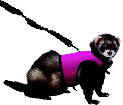 Show full view: Kaytee Small Animal Harness & Stretchy Leash, Medium slide 4 of 7