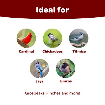 Show full view: Kaytee Songbird Blend, food for wild birds, 35-lb bag slide 2 of 11