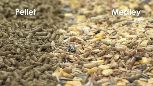 Show full view: Kaytee Supreme Fortified Daily Diet Guinea Pig Food, 10-lb bag slide 6 of 11