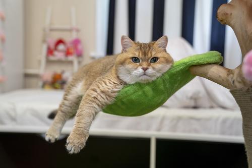 Show full view: KBSPETS Floral 45-in Sisal Cat Tree, Azalea slide 5 of 13