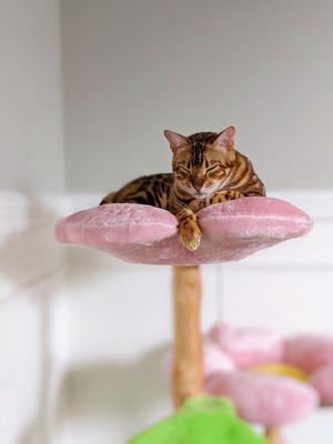 Show full view: KBSPETS Floral 45-in Sisal Cat Tree, Cherry Blossom slide 6 of 12