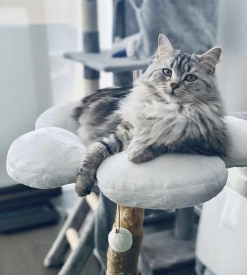 Show full view: KBSPETS Floral 45-in Sisal Cat Tree, Daisy slide 6 of 13