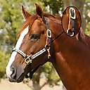 Kensington Protective Products Premium Breakaway Horse Halter, Deluxe Black, Large