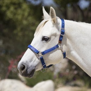 Kensington Protective Products Premium Breakaway Horse Halter, Kentucky Blue, Average