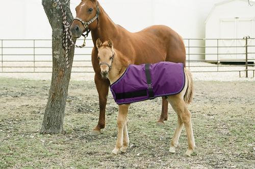 Show full view: Kensington Protective Products Signature Adjustable Foal Horse Turnout, Purple, 40-48-in slide 1 of 1