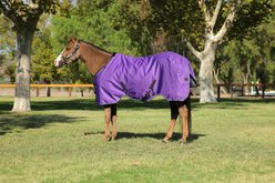 Kensington Protective Products Signature Medium Weight Horse Turnout Blanket, 66-in, Purple