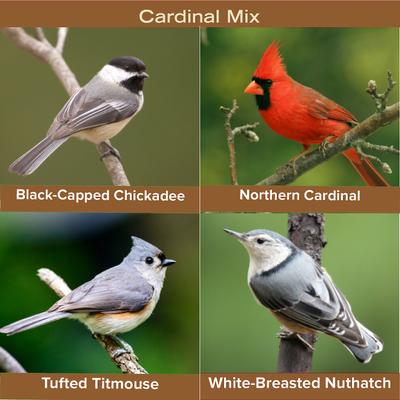 Show full view: Kent / Blue Seal Cardinal Mix Bird Food, 20-lb bag slide 7 of 10