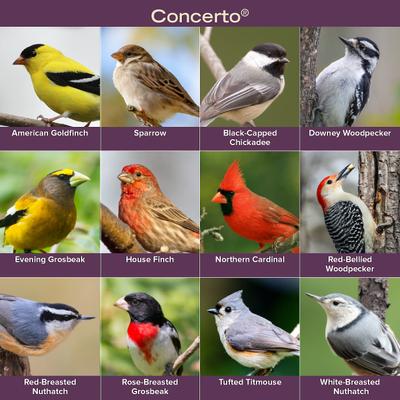 Show full view: Kent / Blue Seal Concerto Bird Food, 40-lb bag slide 3 of 10