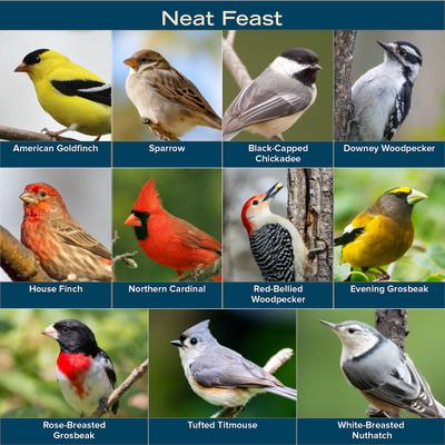 Show full view: Kent / Blue Seal Neat Feast Bird Food, 20-lb bag slide 7 of 11