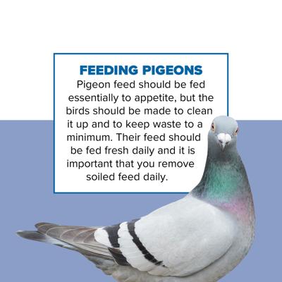 Show full view: Kent / Blue Seal Pigeon Bird Food, 50-lb bag slide 4 of 7