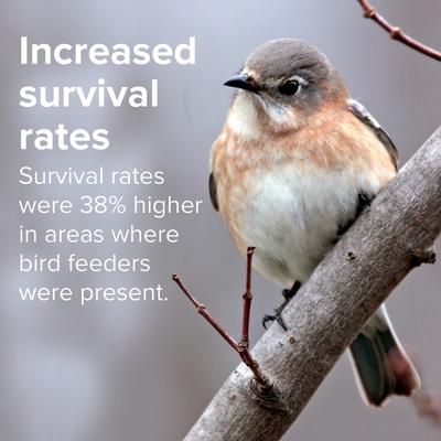 Show full view: Kent / Blue Seal Song Maker Bird Food, 40-lb bag slide 5 of 11