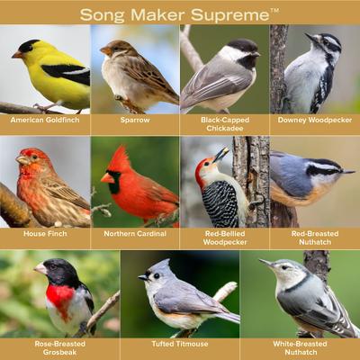 Show full view: Kent / Blue Seal Song Maker Supreme Bird Food, 40-lb bag slide 7 of 9