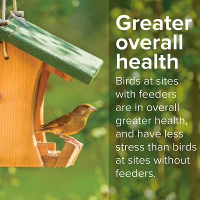 Show full view: Kent / Blue Seal Wild Finch Mix Bird Food, 20-lb bag slide 4 of 11