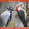 Show in main carousel: Kent / Blue Seal Woodpecker Mix Bird Food, 20-lb bag slide 7 of 10