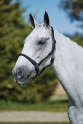 Kincade Leather Rope Horse Headcollar, Black, Cob