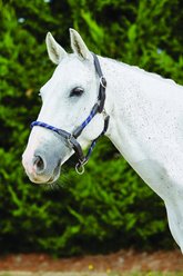 Kincade Leather Rope Horse Headcollar, Navy/Brown, Full