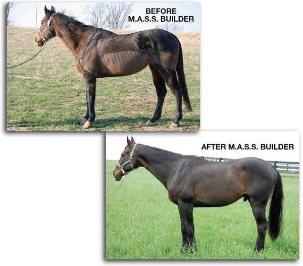 KineticVet M.A.S.S. Builder Horse Supplement