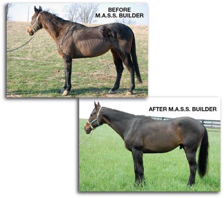 Show full view: KineticVet M.A.S.S. Builder Horse Supplement, 32-fl oz bottle slide 3 of 6