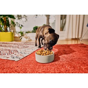 Kismet Chicken & Barley Recipe with Freeze-Dried Nugs Dry Dog Food, 19-lb bag