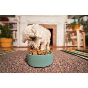 Kismet Chicken & Barley Recipe with Freeze-Dried Nugs Dry Dog Food, 19-lb bag