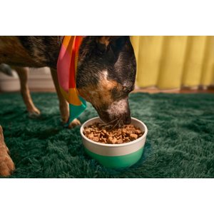 Kismet Chicken & Barley Recipe with Freeze-Dried Nugs Dry Dog Food, 19-lb bag