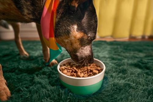 Show full view: Kismet Chicken & Barley Recipe with Freeze-Dried Nugs Dry Dog Food, 9-lb bag slide 8 of 11