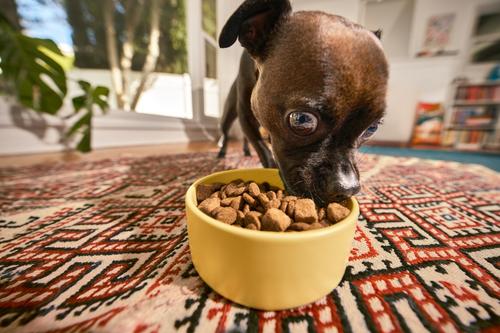 Show full view: Kismet Salmon & Brown Rice Recipe with Freeze-Dried Nugs Dry Dog Food, 9-lb bag slide 6 of 11