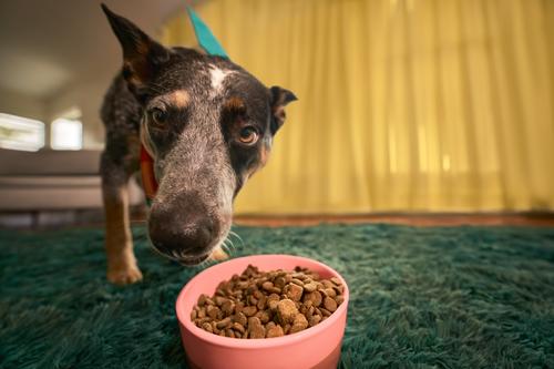 Show full view: Kismet Salmon & Brown Rice Recipe with Freeze-Dried Nugs Dry Dog Food, 9-lb bag slide 8 of 11